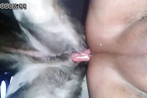 hesteporno, hestesex, dyrefuck porno, dyr knepper pige, blond